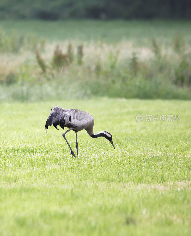 普通起重机(Grus Grus)